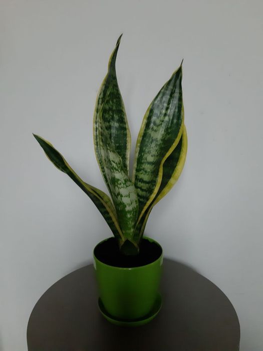 Сансевьерия с жёлтой каймой