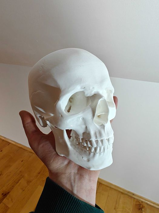 Czaszka Człowieka 3D Anatomicznie realistyczny model