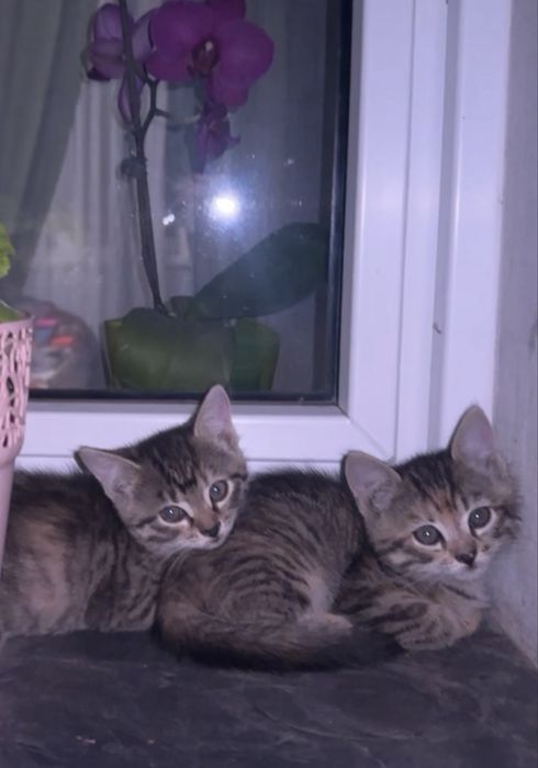 Кошенята 2 дівчинки