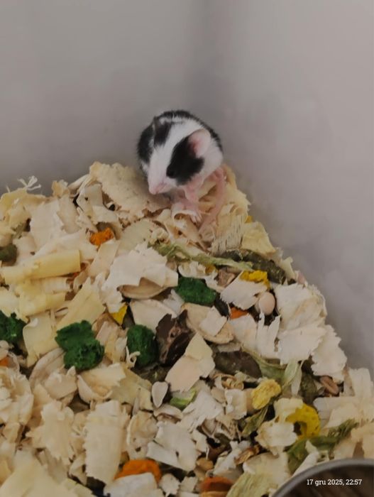 Oddam myszki za darmo