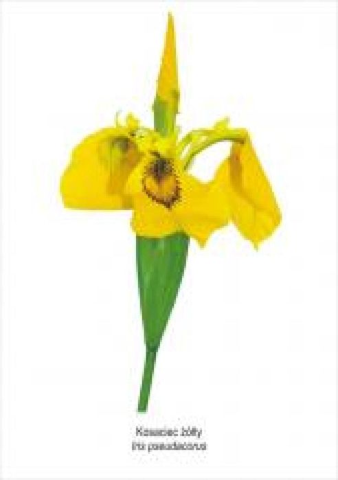 Obraz A4 Kosaciec żółty Koliber ,309x216 mm