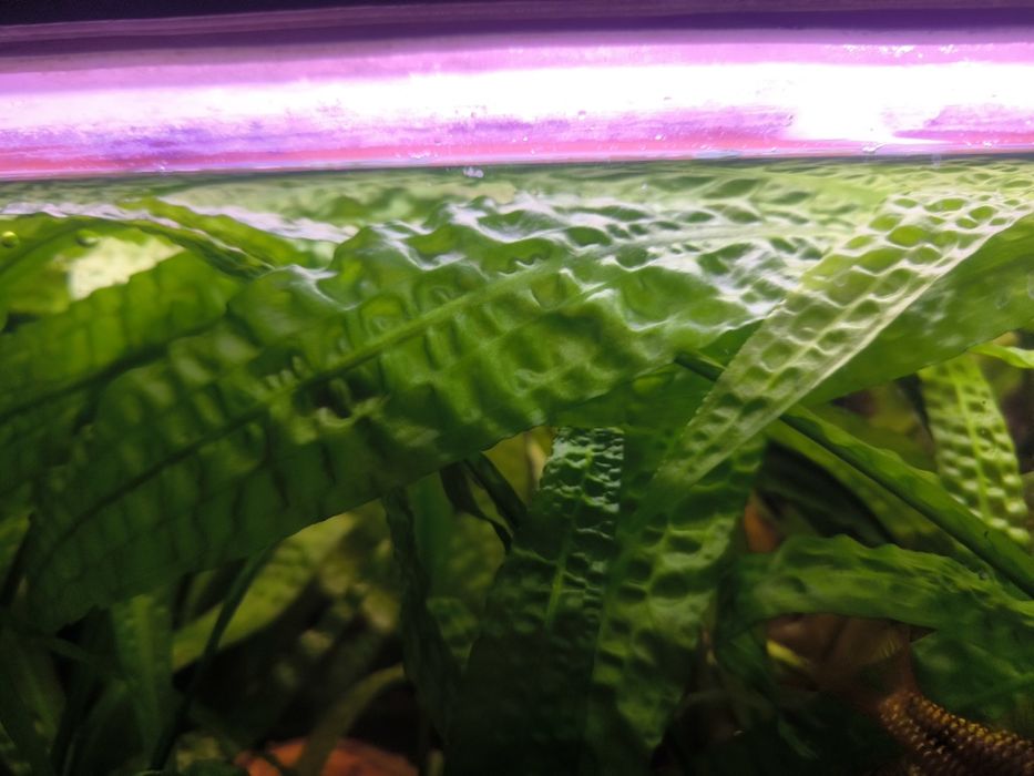 Kryptokoryna karbowana