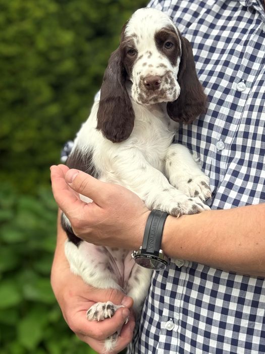 Suczka rasy Springer Spaniel Angielski ZKwP FCI