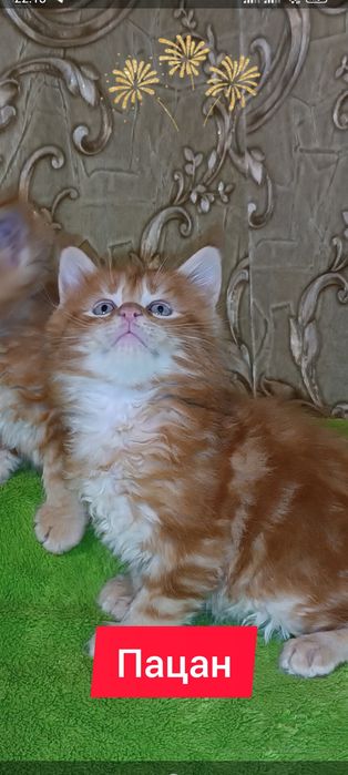 Котята кошенята Мейн кун