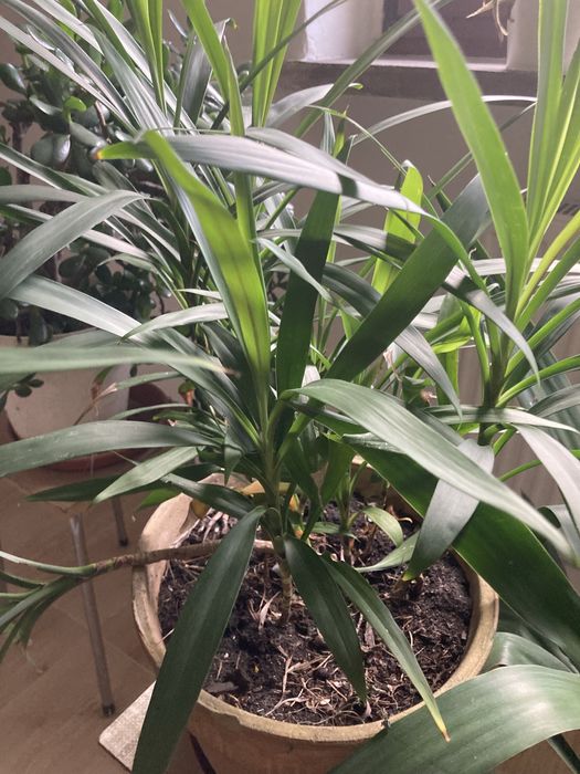 Kwiaty doniczkowe kliwia, szabla, dracena, juka