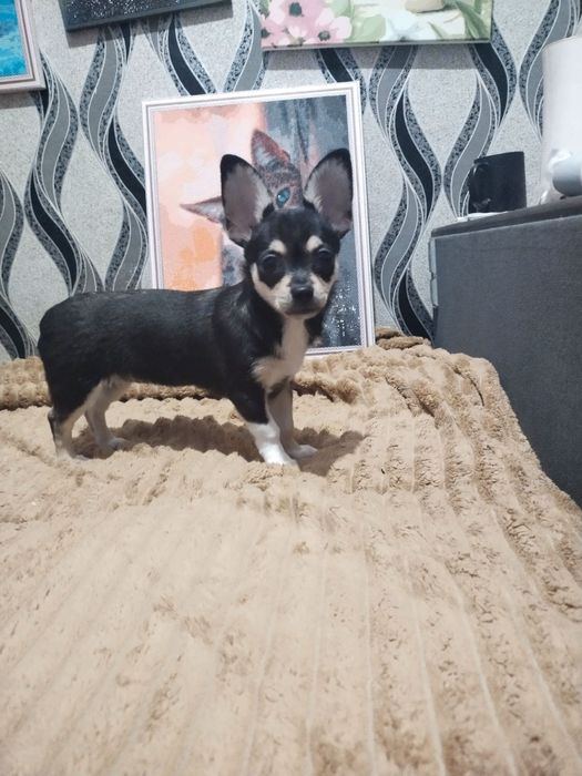 Продам цуценят чіхуашечєк