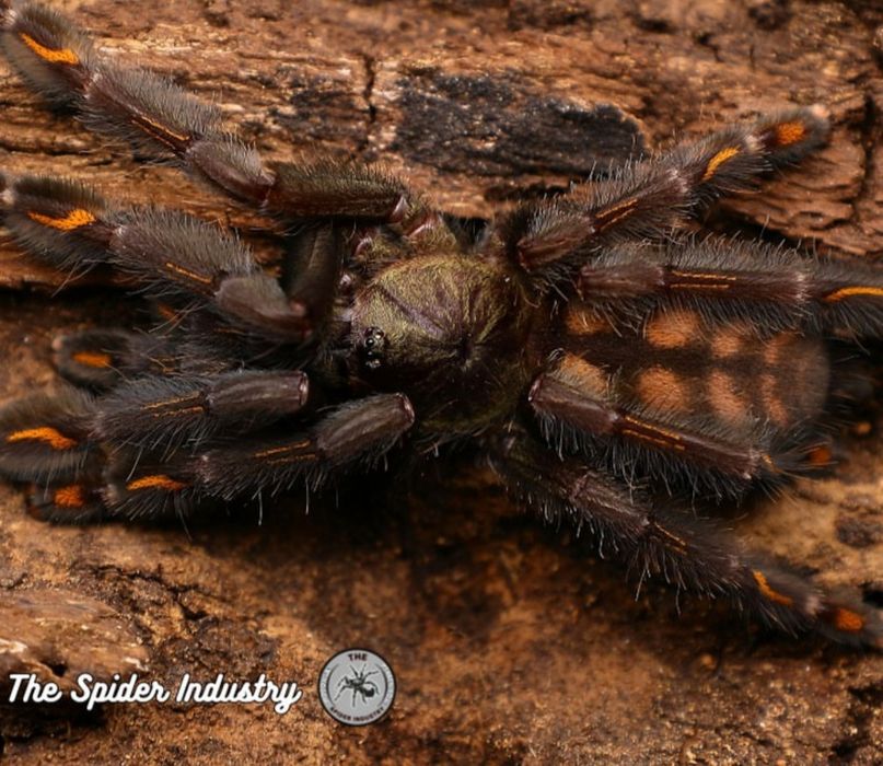 Psalmopoeus irminia L2
