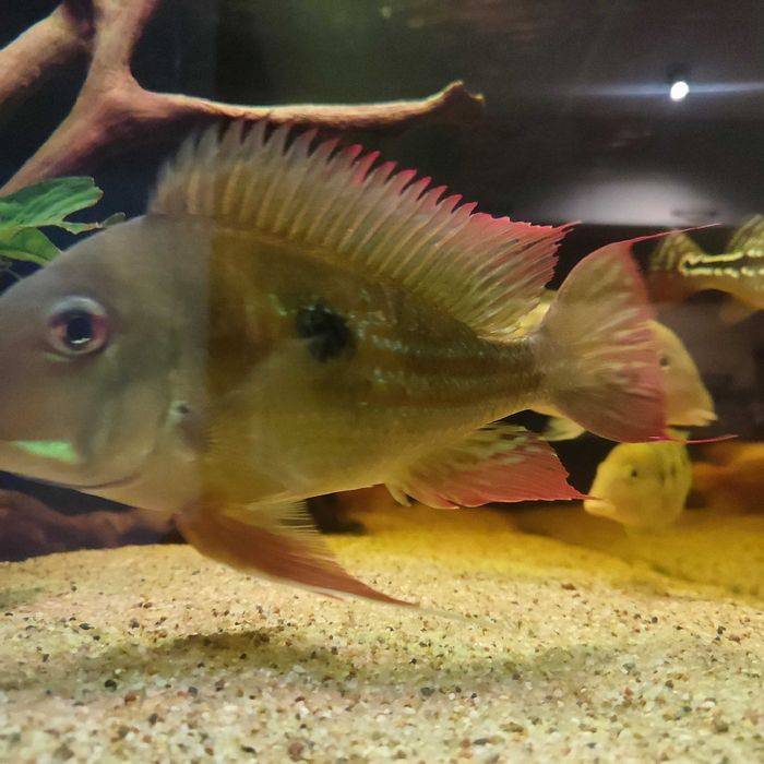 Ziemiojad Winemilleri Geophagus ok. 20cm