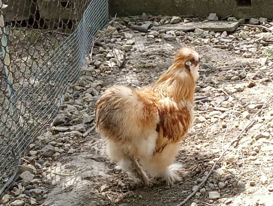 Sprzedam Koguty Silki albo parkę