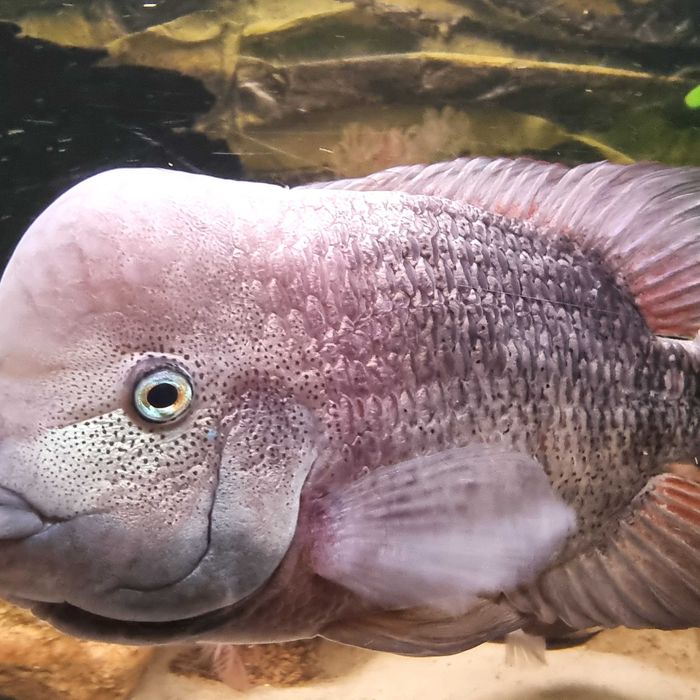 Pielęgnice Vieja Breidohri Samice