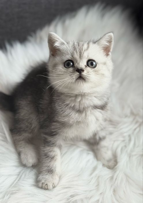 Віскас мраморна котятка супер преміум кошенята