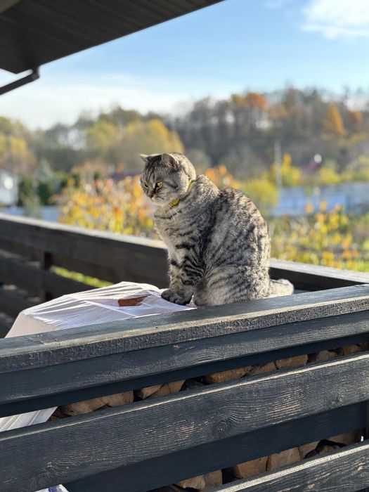 Зникла киця. с. Іванковичі.  ВИНАГОРОДА