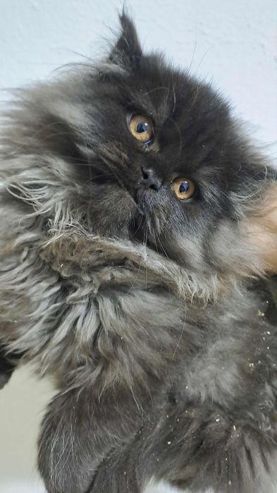 Wspaniały kocurek perski czeka na nowy dom