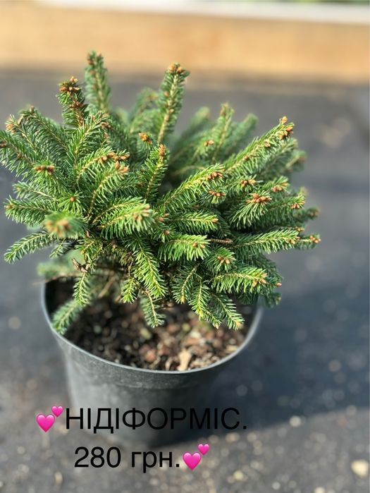 Живі ялинки та хвойні рослини у горщиках