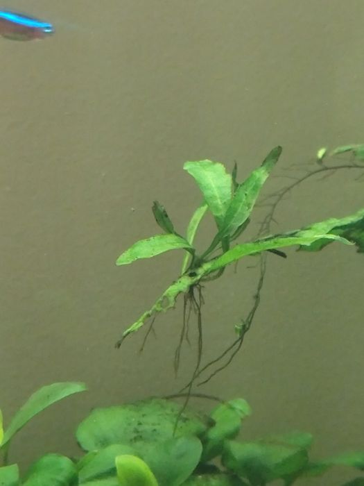 Fetos de Java e anubias