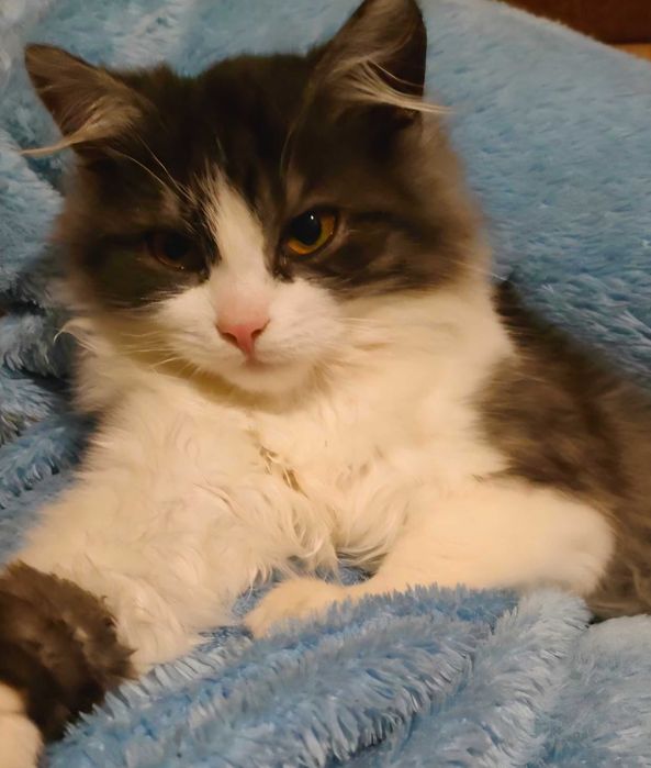 Кошка, кличка пушинка, возраст 1 год