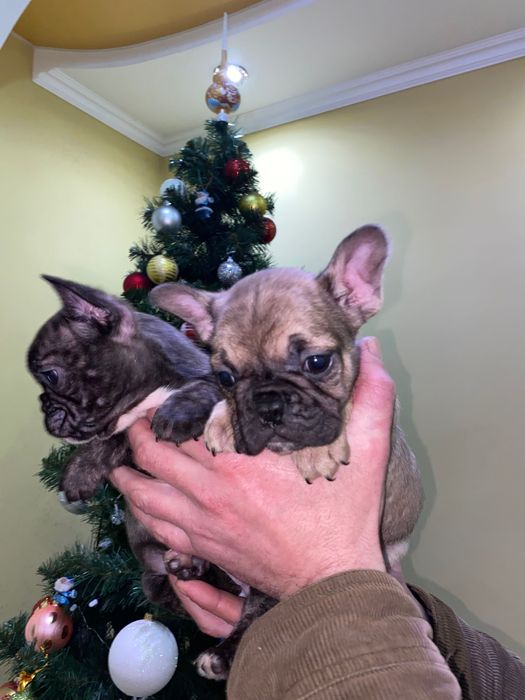 Французький бульдог