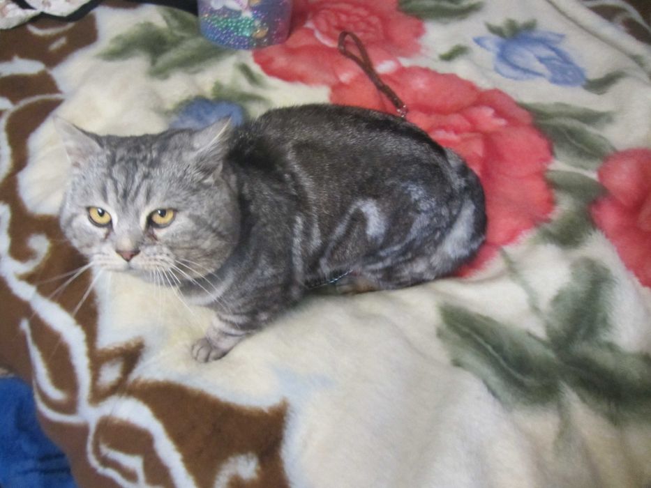 Котинята віслоухі