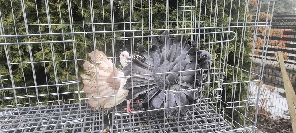 Gołębie pawiki ogrodowe