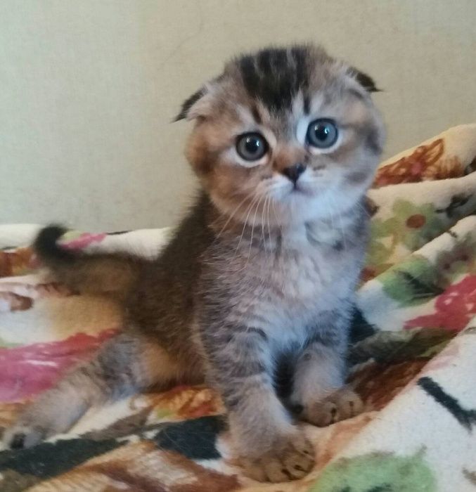 Кот золотая тикированная шиншилла