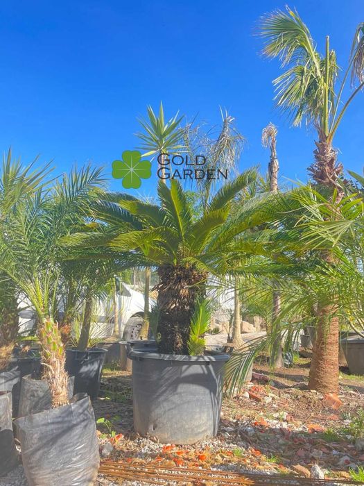 Syccas de vários tamanhos!!