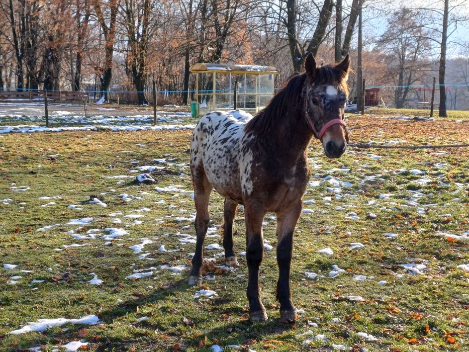 Piękny TATRANT 9 miesięcy