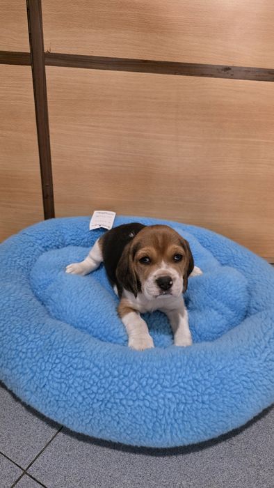 Beagle tricolor fêmea