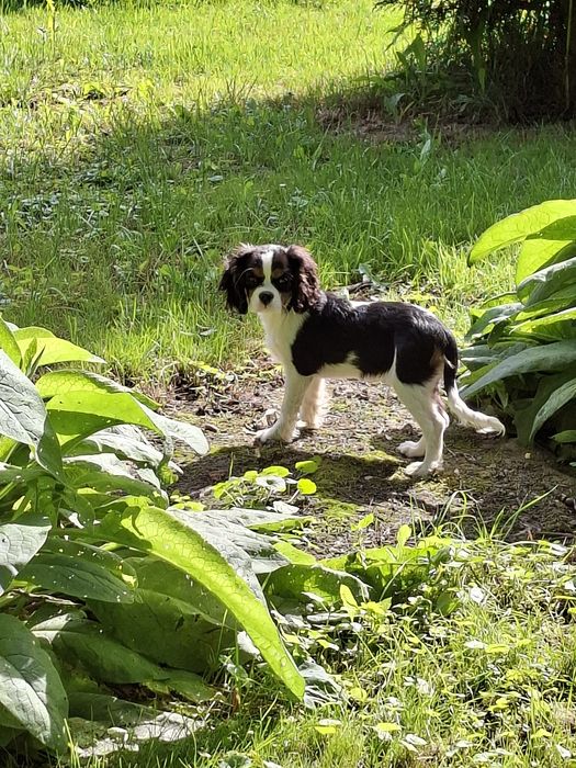 Cavalier King Charles Spaniel piesek piękny