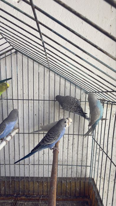 Periquitos australianos