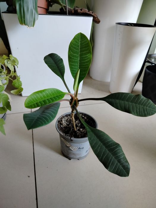 Wilczomlecz bialounerwiony