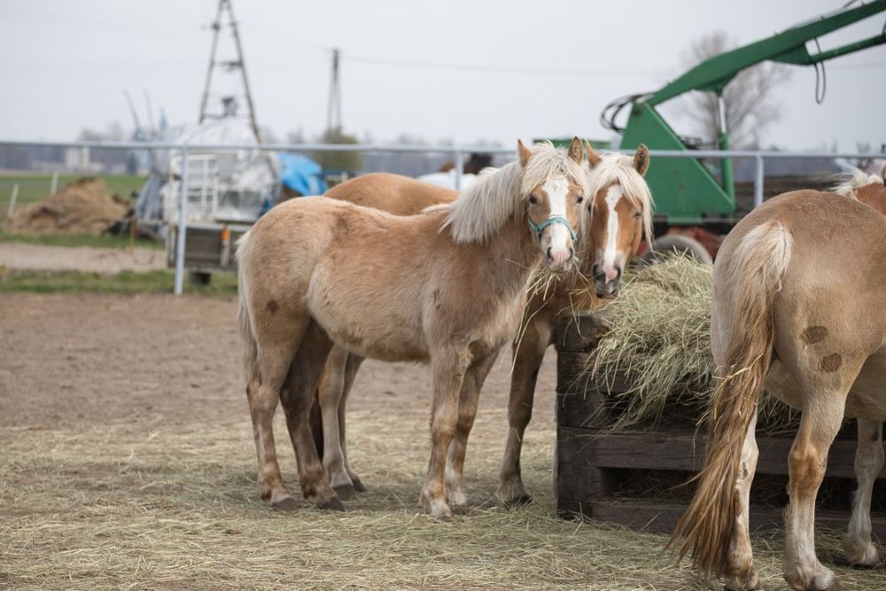 Ogierek haflinger