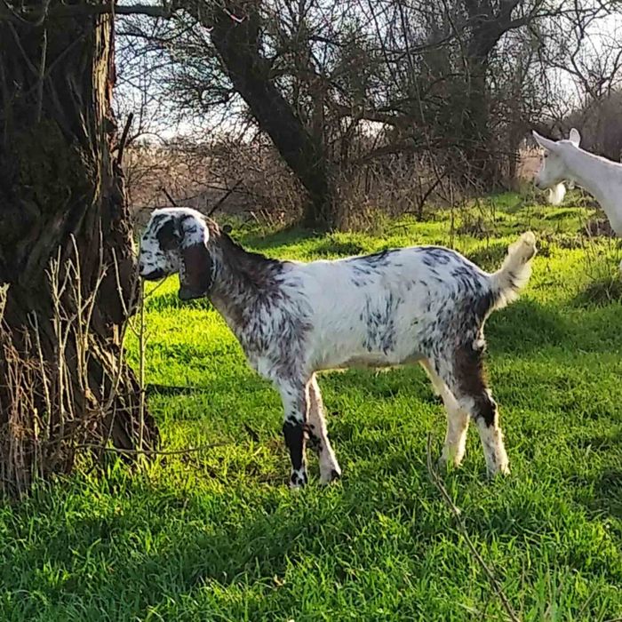 Козочка англо - нубийская