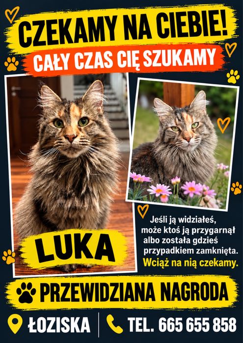 Zaginela kotka luka łoziska