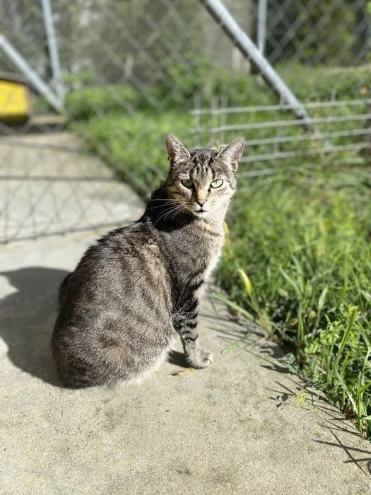 Kotka Nóżka do adopcji!