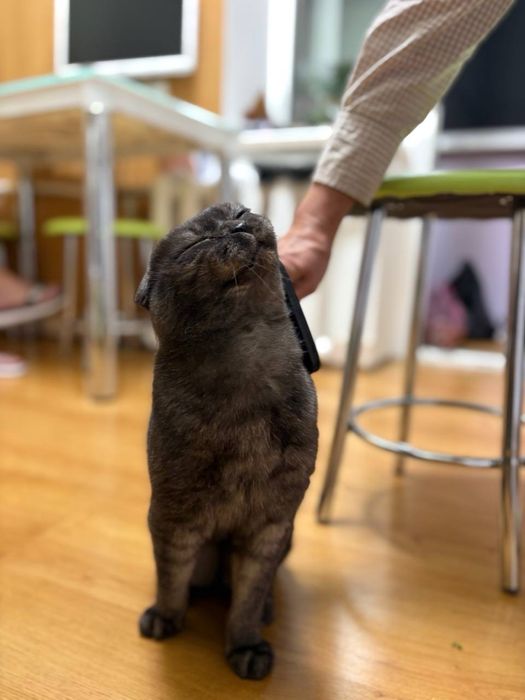 Шоландець в’язка кіт