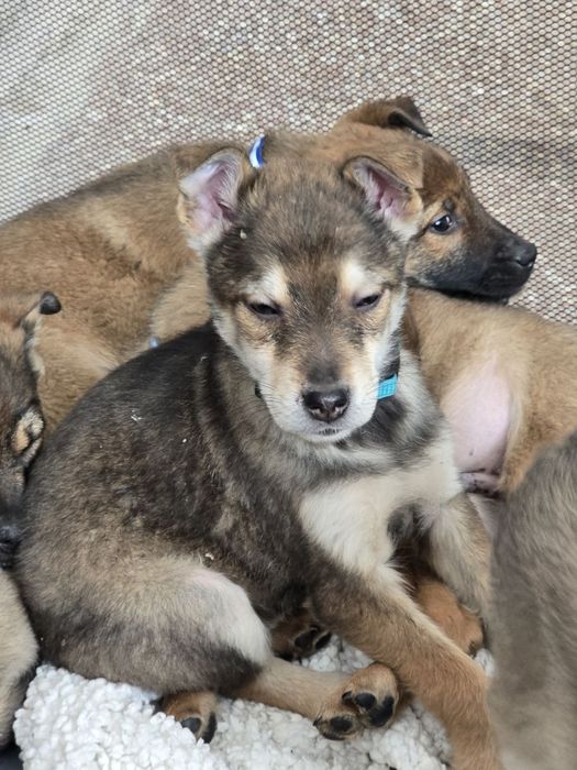 Чарівне цуценя хлопчик шукає родину