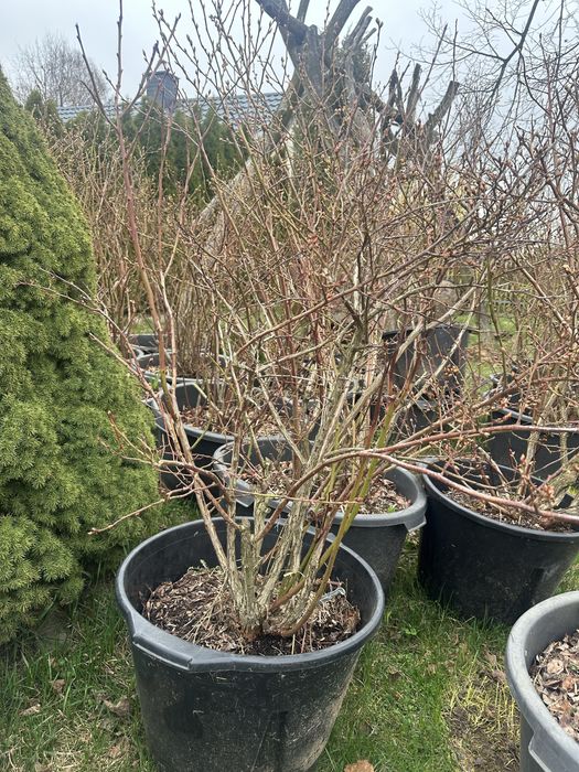 Sprzedam borówki amerykańskie