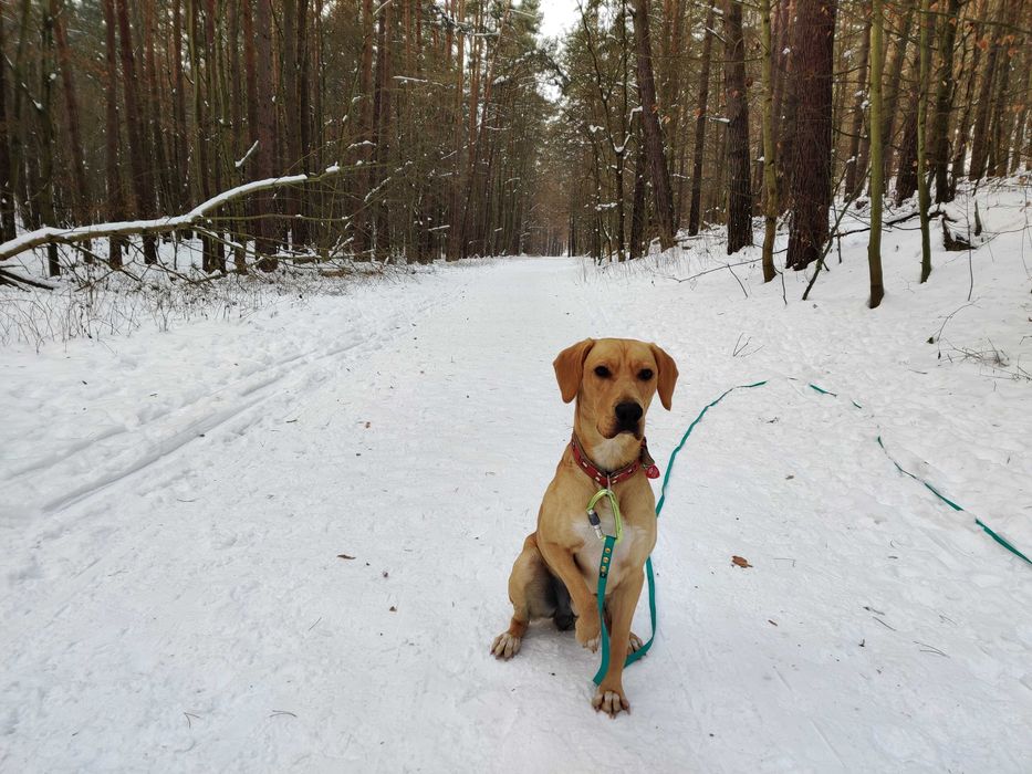 Mądry, piękny i emocjonalny - szuka domu z doświadczonym opiekunem