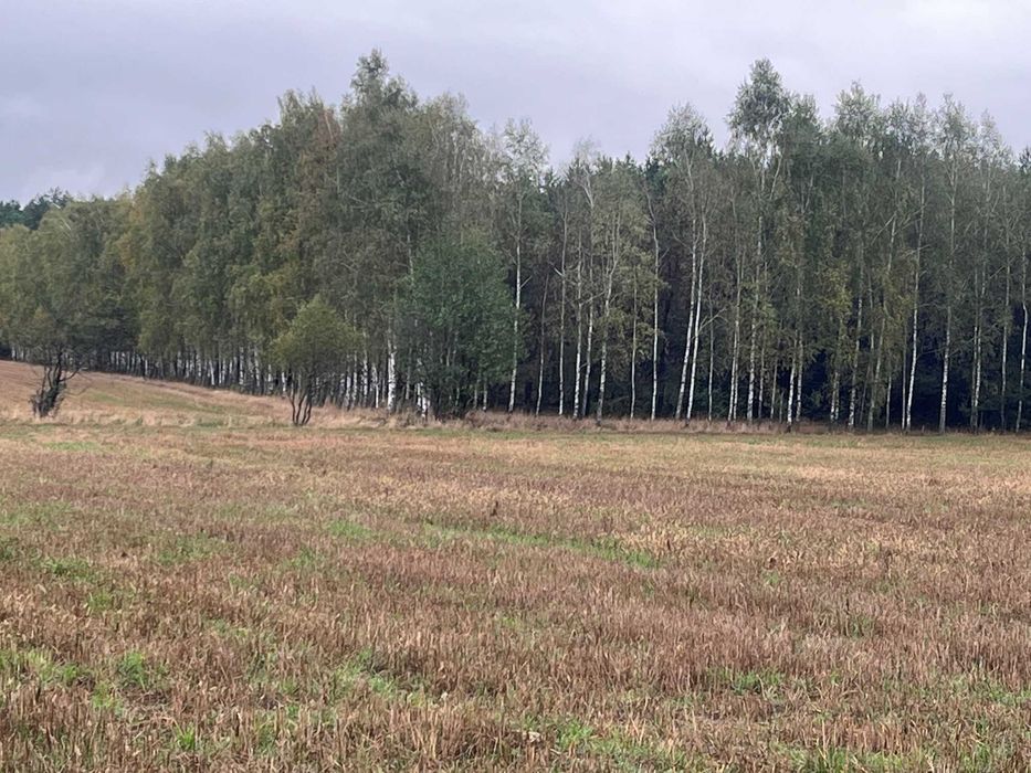 Las sosnowo-brzozowy 5,8 ha