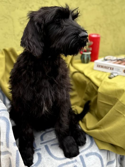 Цуценята  ризеншнауцера с документами