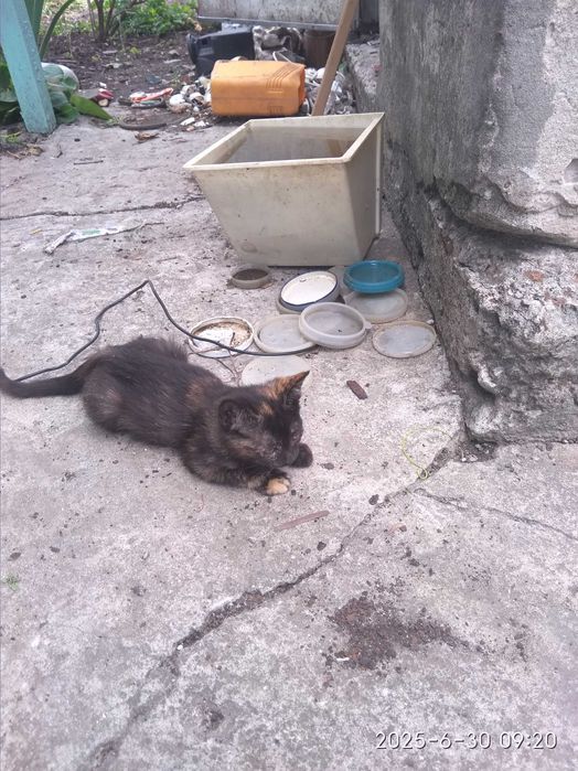 Вітдам в добрі руки.