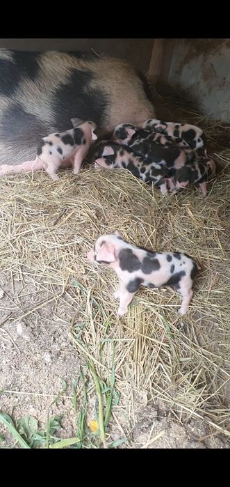 Kiełbasa swojska wędzona Mangalica Duroc