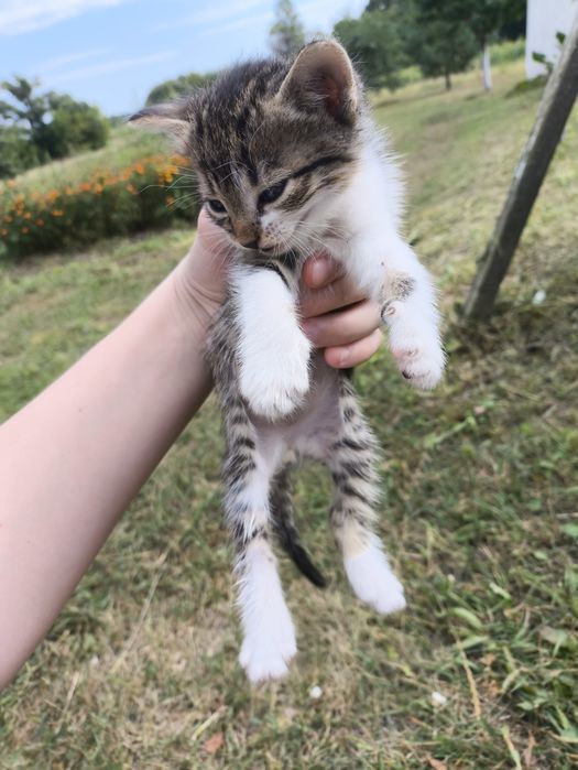 Котята девочки, 1.5 месяца