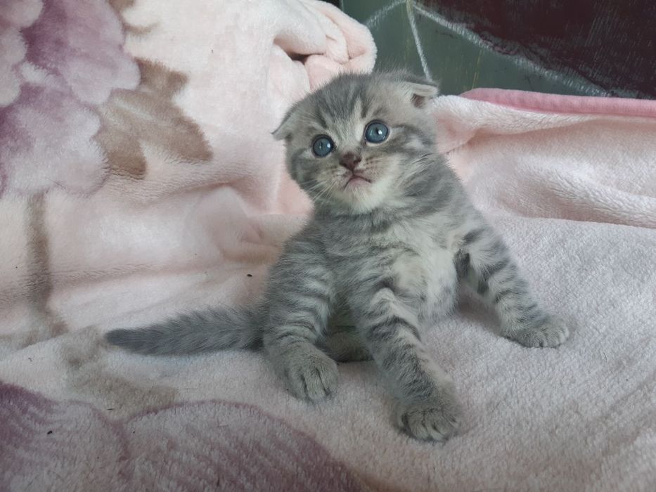 Британские котята