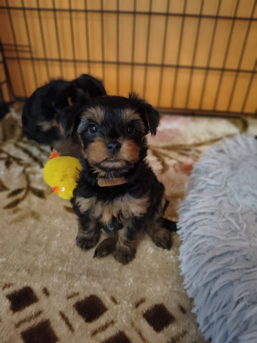 York Yorkshire terrier yorczek