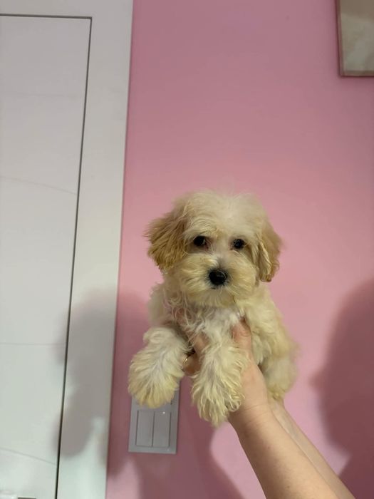 Śliczny chłopiec Maltipoo gotowy do zmiany domku