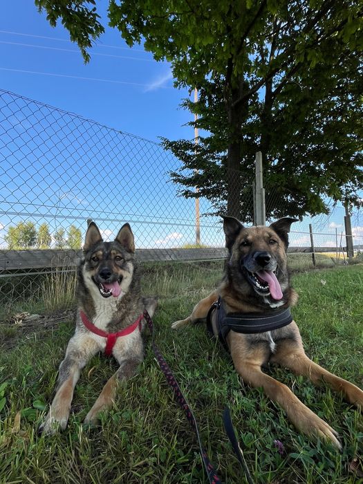 Oddam pieski w dobre ręce