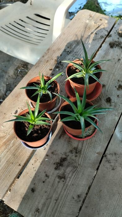 Продам трішки своїх екзотів