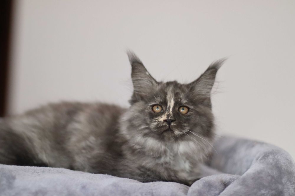 Gatinha maine coon - LOP