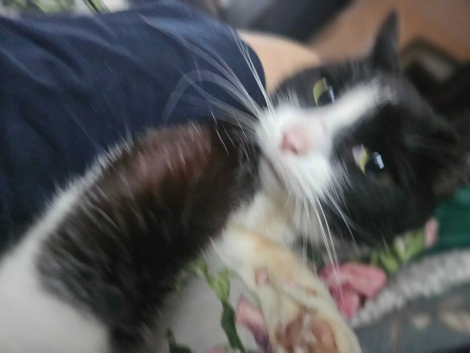 Wystawia łapki i obejmuje całym sobą,Dieguś zna dużego psa ,trzyletni